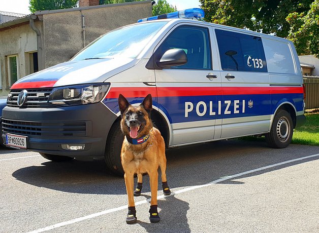 Кучетата на виенската полиция с обувки срещу горещините