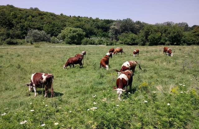 крави, селско стопанство Австрия